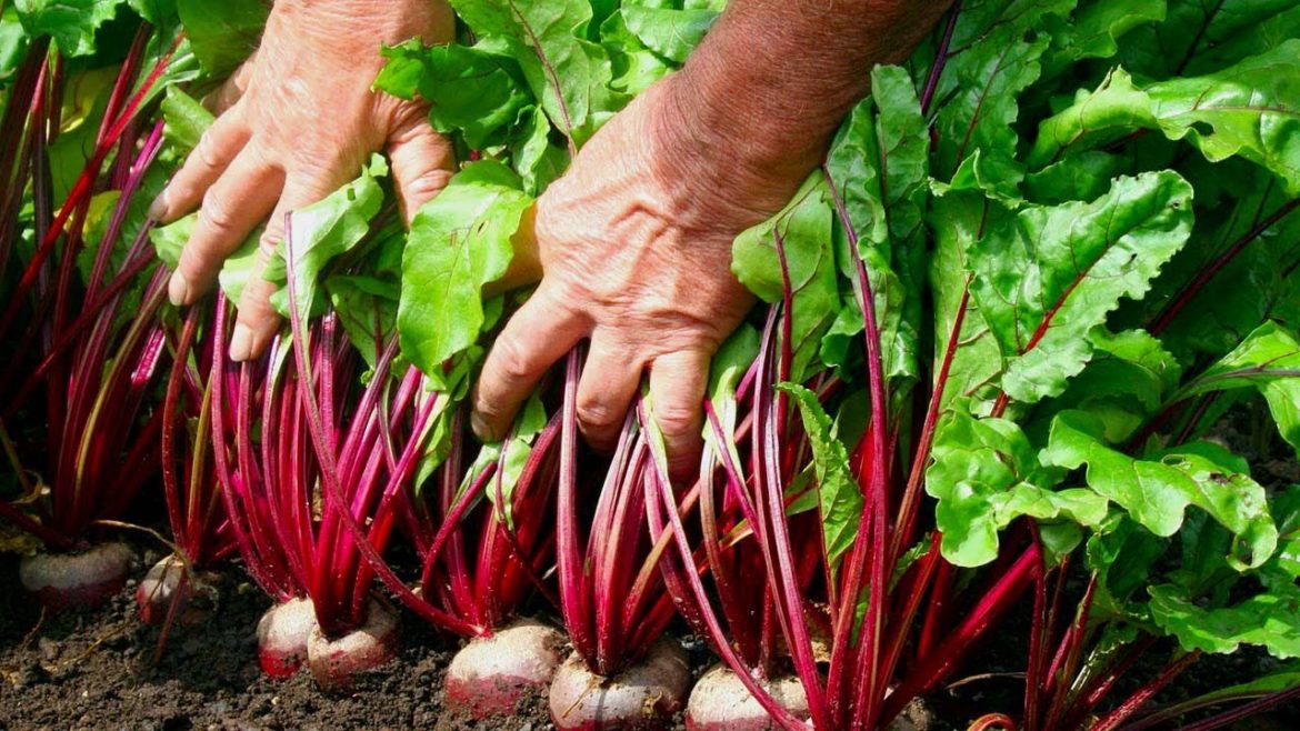 How To Growing And Harvesting Your Own Beetroot - Gardening Tips