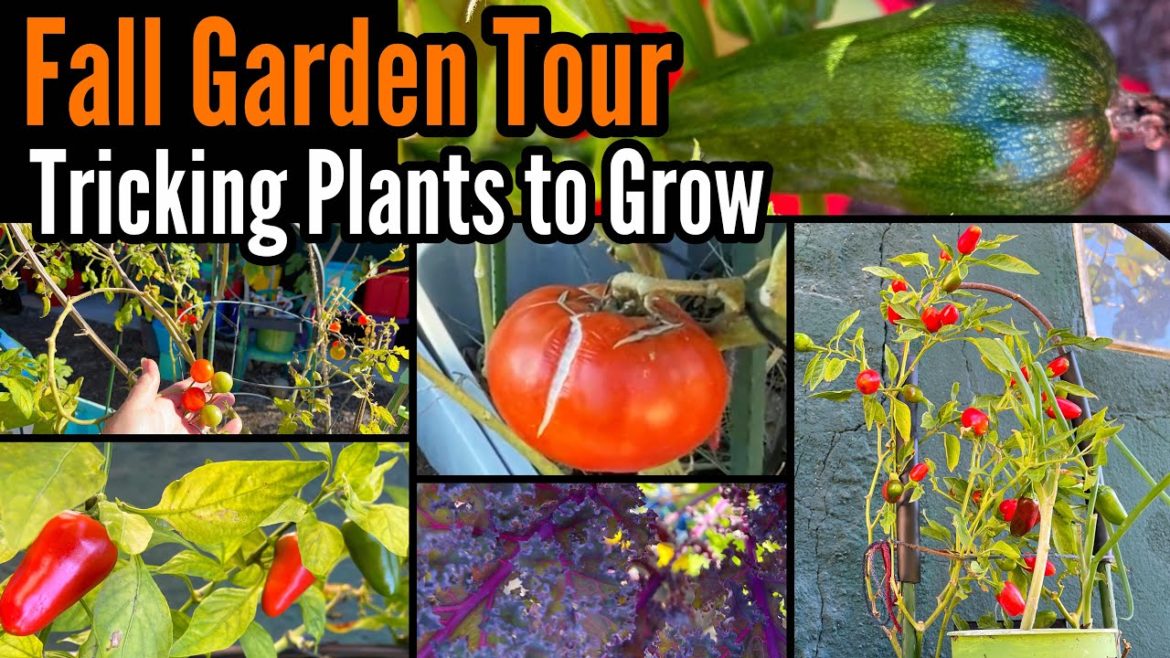 How to Grow Fall Garden Tour, Tricking Plant Growth Cucumbers Tomatoes Peppers Container Gardening