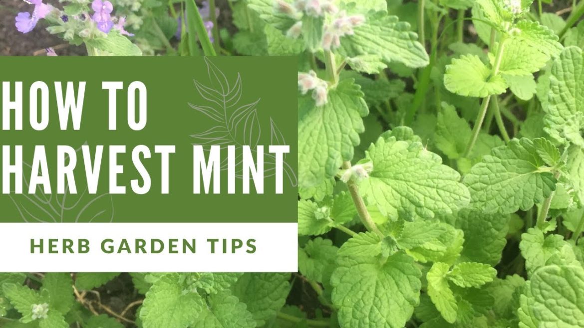 How to Harvest Mint and More Useful Herb Garden Tips