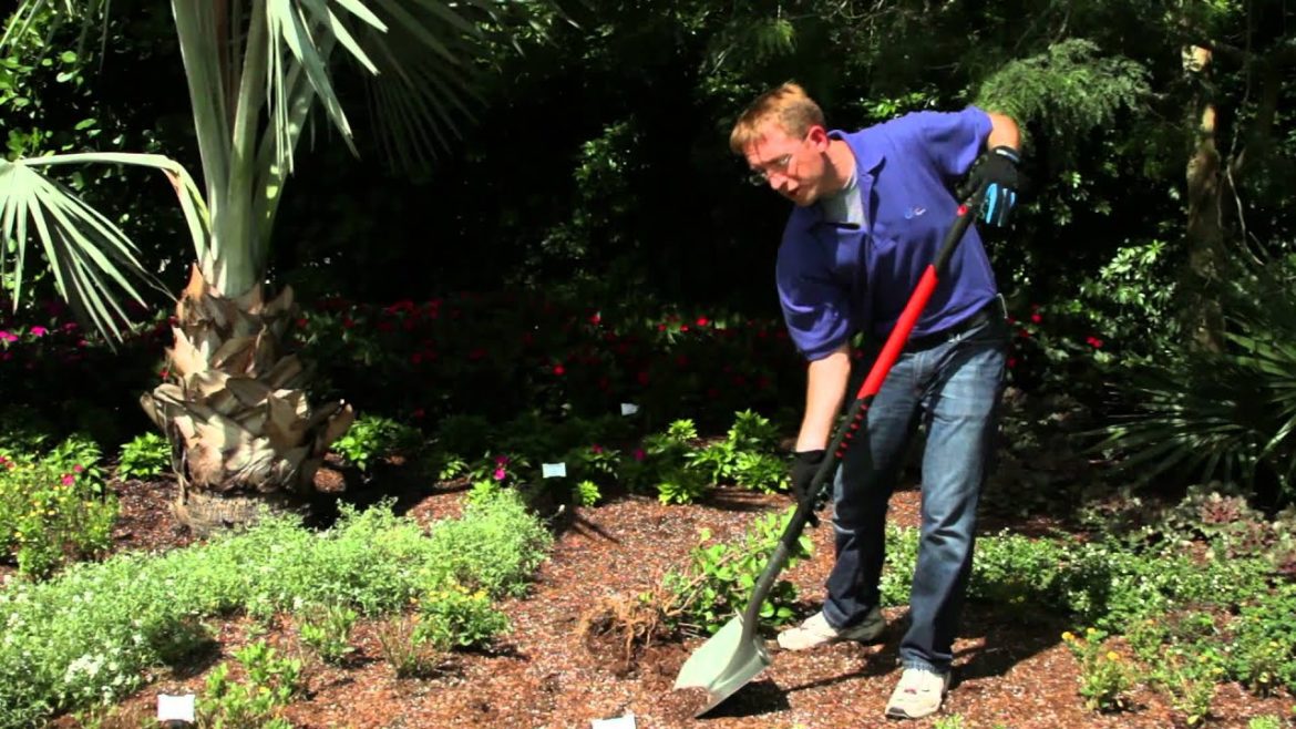 How to Divide & Transplant a Hibiscus : Gardening Tips How to Divide & Transplant a Hibiscus : Gardening Tips