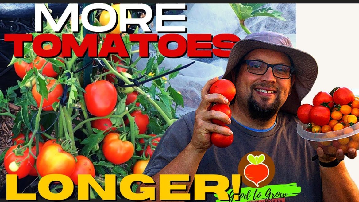 Three SIMPLE Tips To Extend Your Fall Tomato Harvest | Fall Tomatoes | Garden TIPS | Guten Yardening Three SIMPLE Tips To Extend Your Fall Tomato Harvest | Fall Tomatoes | Garden TIPS | Guten Yardening