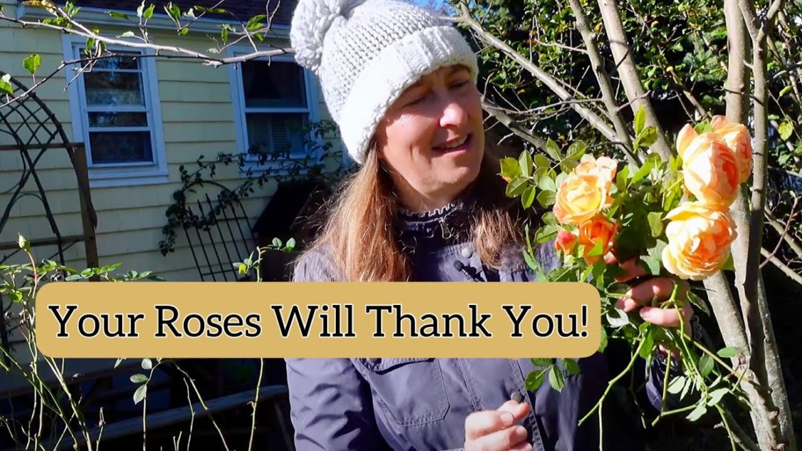 4 Rose Care Tips for Late Fall