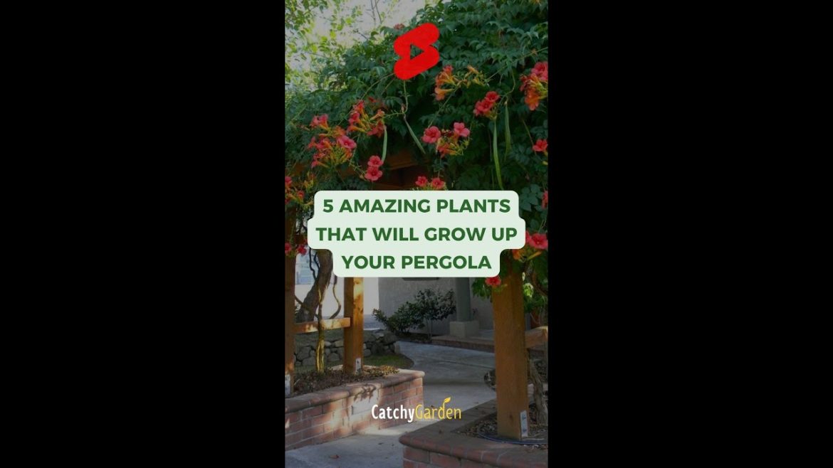 5 Amazing Plants That Will Grow Up Your Pergola πΈπΏ // #short #shorts 5 Amazing Plants That Will Grow Up Your Pergola πΈπΏ // #short #shorts