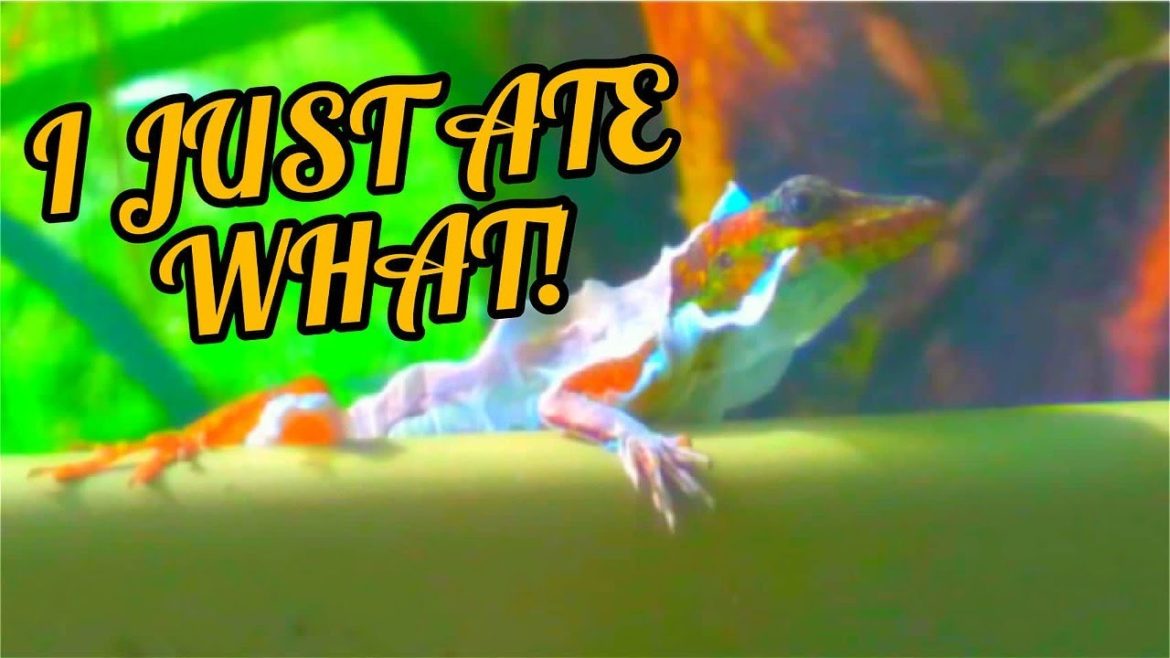 What Did I Just Eat | Lizard Shedding and Eating the Skin | #gardeningthroughthewindow What Did I Just Eat | Lizard Shedding and Eating the Skin | #gardeningthroughthewindow