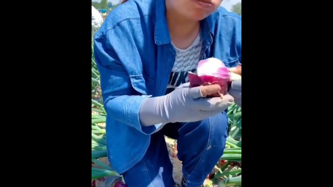 The Finest Onion#shorts #vegetables