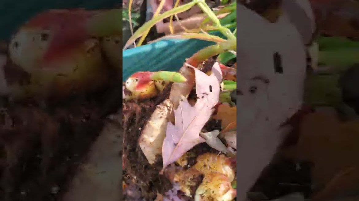 Ginger! Ginger and More🌱 fall harvest🍂 #shorts #ginger #harvest #asmr #satisfying