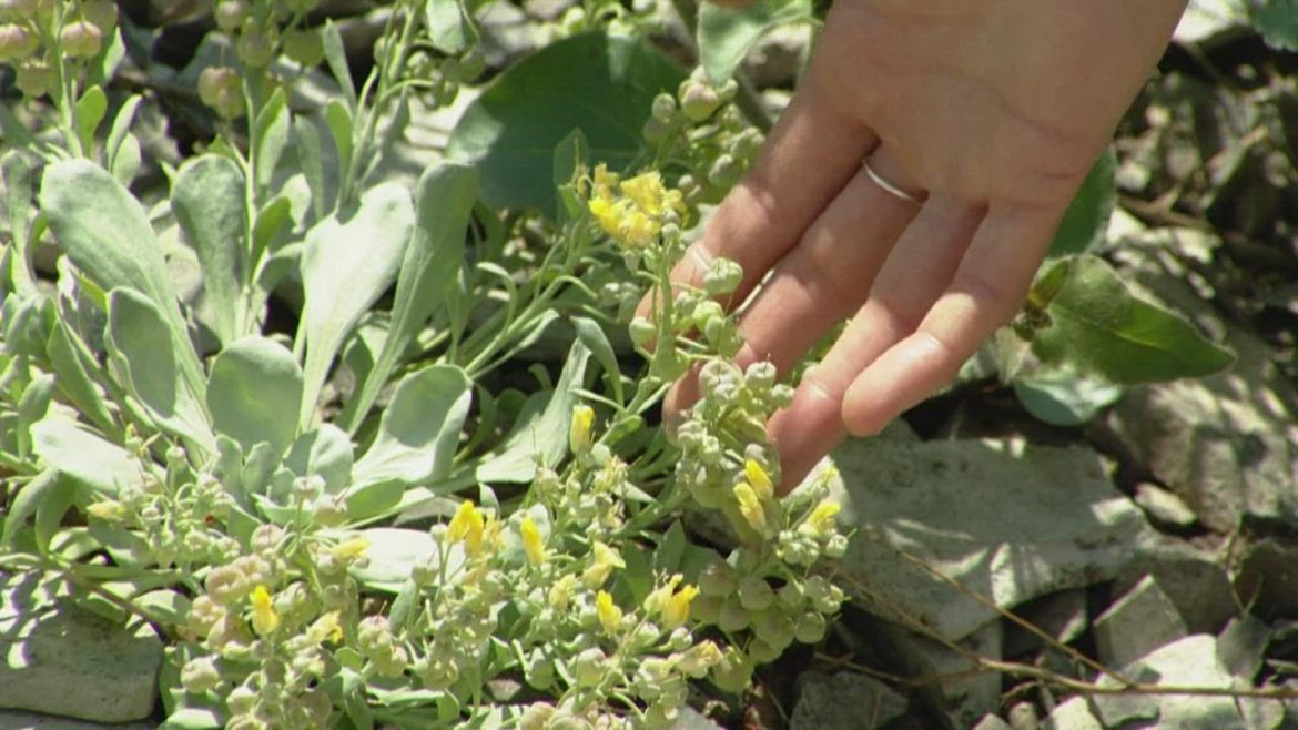 Climate change is coming to your backyard garden Climate change is coming to your backyard garden