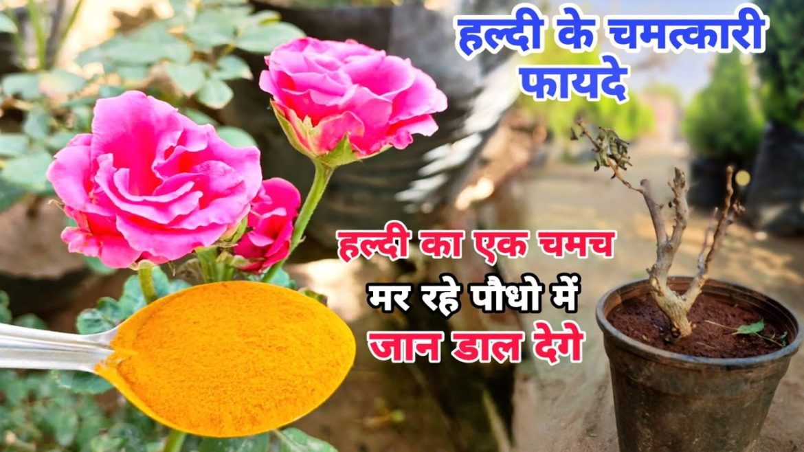 पौधो के लिए जादुई काम करता है हल्दी पाउडर ।। Best Gardening Tips ।। Organic Fertilizer