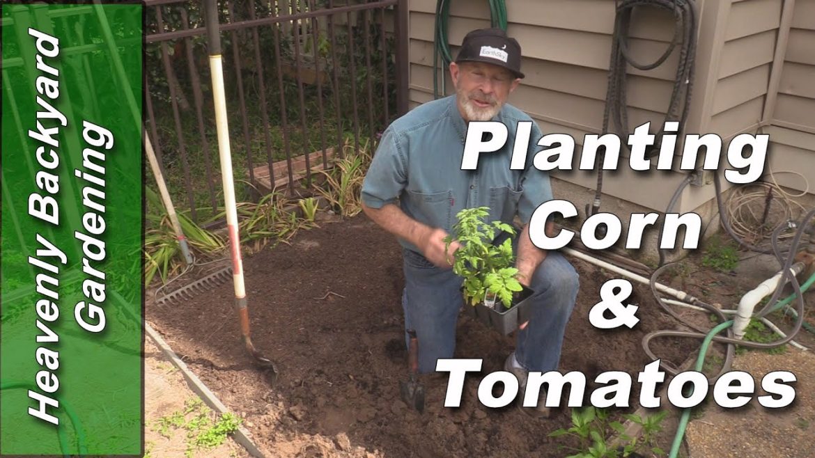 Heavenly Backyard Garden ... Planting Corn and Tomatoes