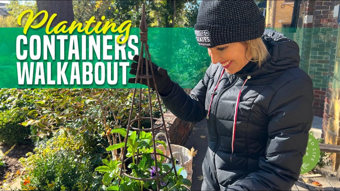 Container Gardening Pansies and Hellebore to Liven Your Winter Garden Container Gardening Pansies and Hellebore to Liven Your Winter Garden