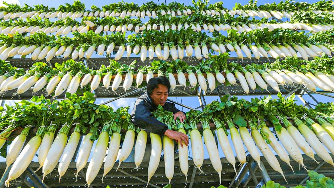 White Radish Harvesting Process | How to Grow Japanese Radish | Modern Radish Harvesting Machine White Radish Harvesting Process | How to Grow Japanese Radish | Modern Radish Harvesting Machine
