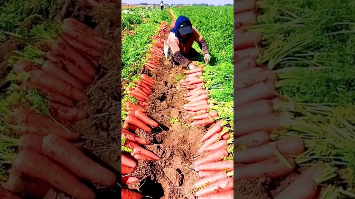 Harvest Carrot #shorts #agriculture