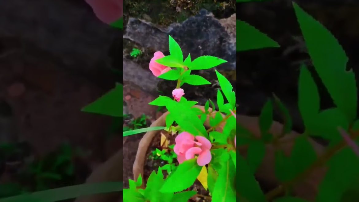 Balsam/Balsam Flowers/Balsam Care,Propagation/#shorts #balsam #balsamcare #garden #gardening #tips