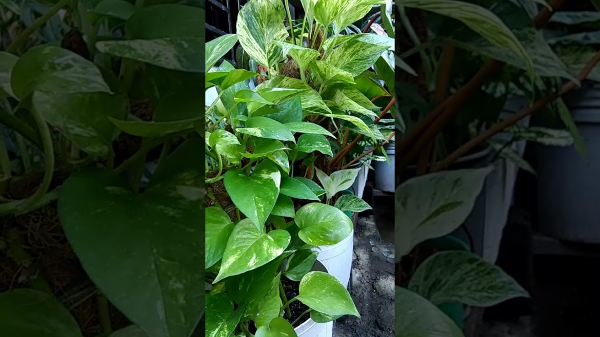 Tricks and Tips to A Healthy Plants👉👉 'Time is Virtue! #houseplants  #plants
