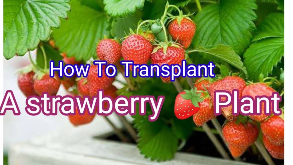 Transplanting strawberry plant into a pot#Gardening
