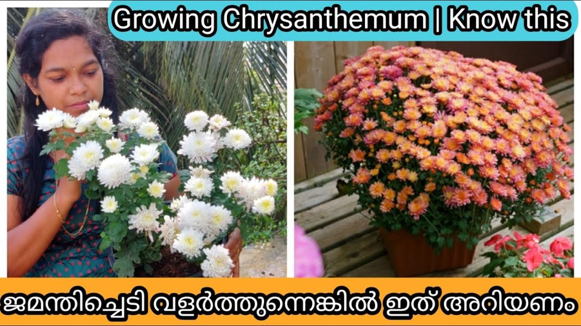 10 Golden tips for Healthy Chrysanthemum | ജമന്തി ചെടി ആരോഗ്യത്തോടെ വളർത്താൻ 10 ടിപ്