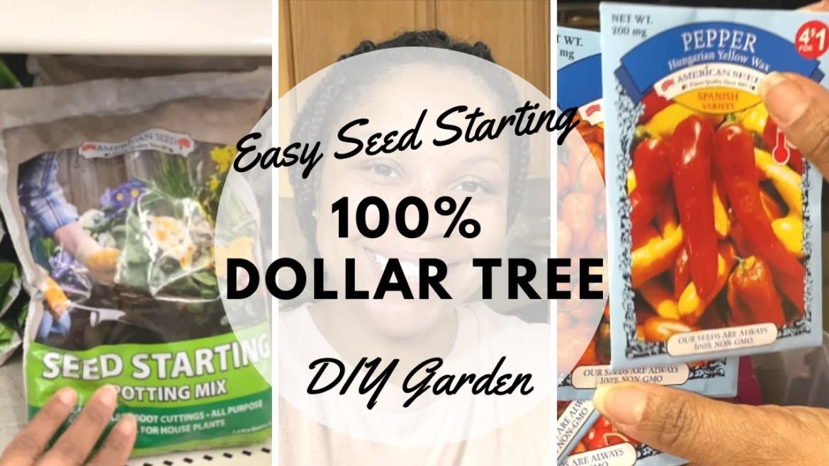 100% Dollar Tree Vegetable Seed Starting | Budget Friendly | Gardening For Beginners 100% Dollar Tree Vegetable Seed Starting | Budget Friendly | Gardening For Beginners