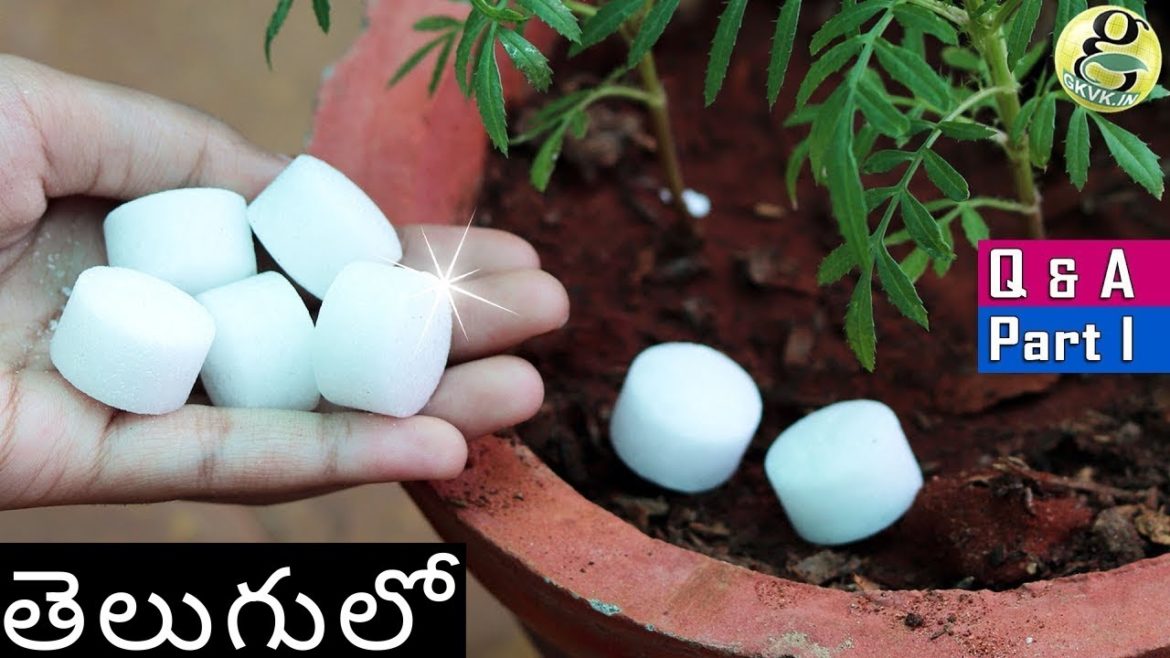 5 SHOCKING GARDENING IDEAS AND SECRET QUESTIONS ANSWERED -By GARDEN TIPS TELUGU
