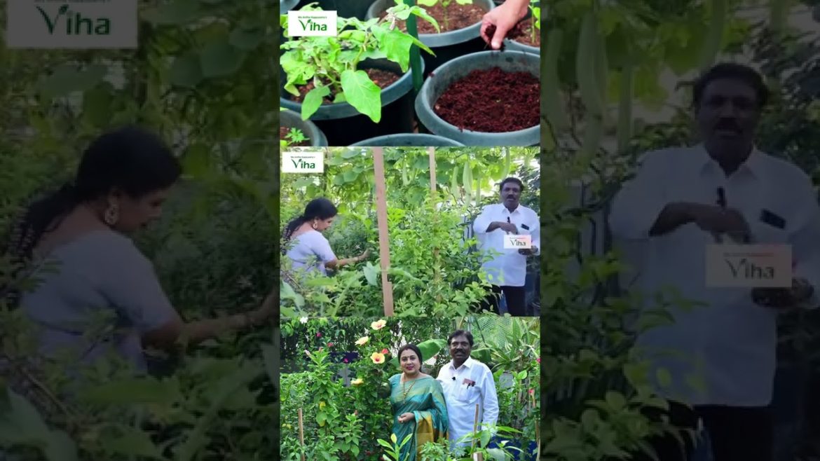 செடியோட குளிரை போக்குறது எப்படி ? | Terrace Garden Tips | Anitha Pushpavanam Kuppusamy Garden Tips