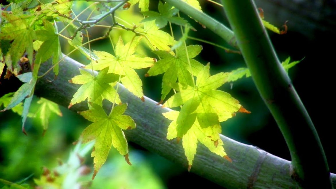 Zen Garden Tranquility (Nature Sounds Only- no music) Mindfulness Stress Reduction Zen Garden Tranquility (Nature Sounds Only- no music) Mindfulness Stress Reduction