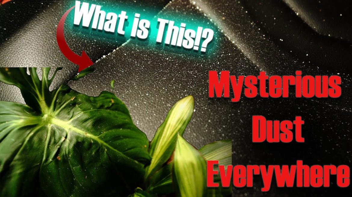Odd Mystery Dust On All of My Plants Odd Mystery Dust On All of My Plants