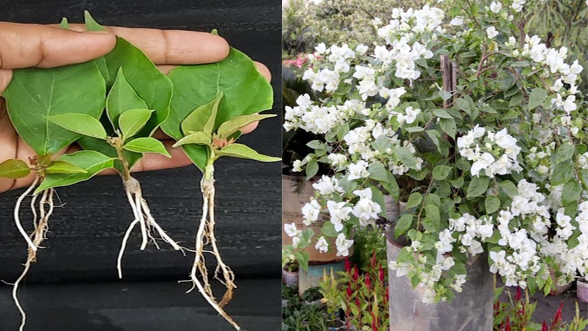 Propagate Bougainvillea plant from leaves
