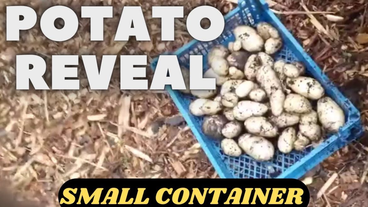 Container Potato Reveal [Allotment Gardening UK]