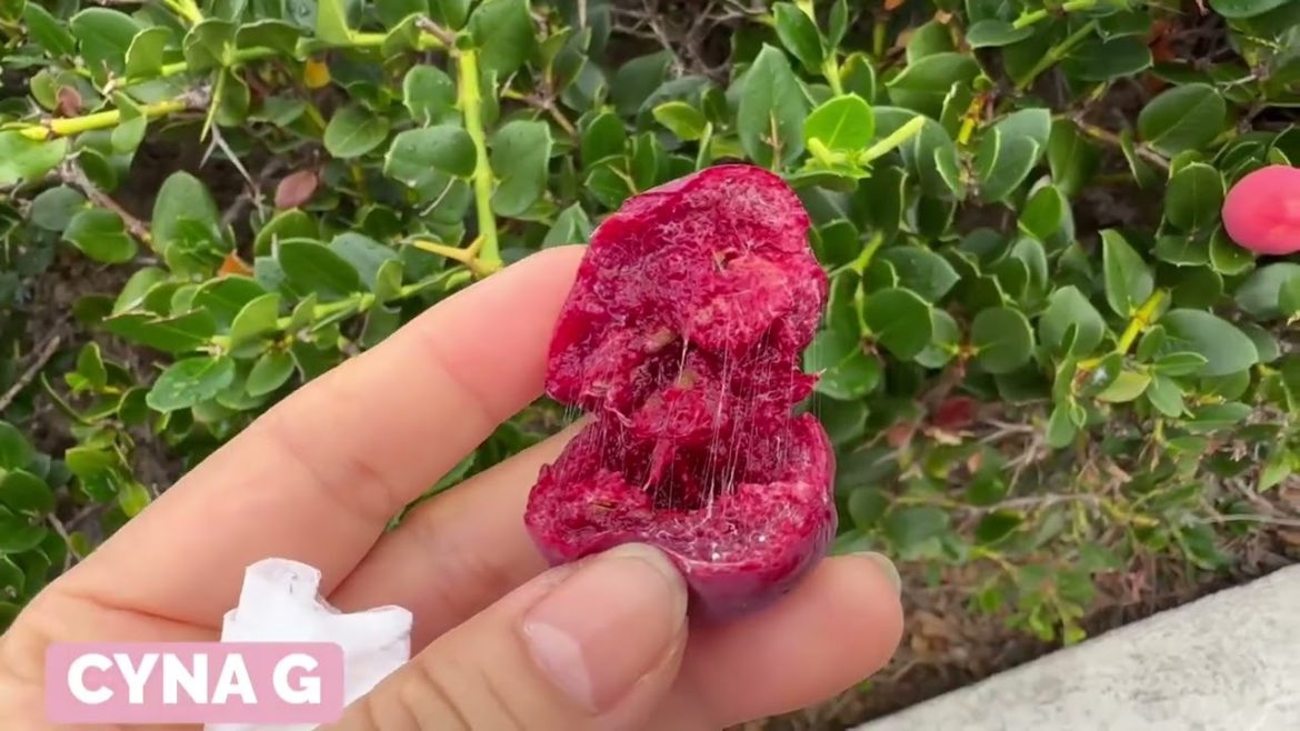 What is this fruit? Lam niyo ba to? What is this fruit? Lam niyo ba to?
