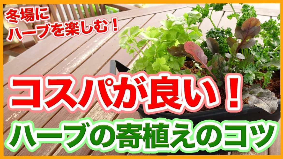 ガーデニングや園芸栽培でコスパが良い!冬に楽しむハーブ栽培で寄せ植えのコツを徹底解説!/Tips for group planting herbs from a Japanese gardener ! ガーデニングや園芸栽培でコスパが良い!冬に楽しむハーブ栽培で寄せ植えのコツを徹底解説!/Tips for group planting herbs from a Japanese gardener !