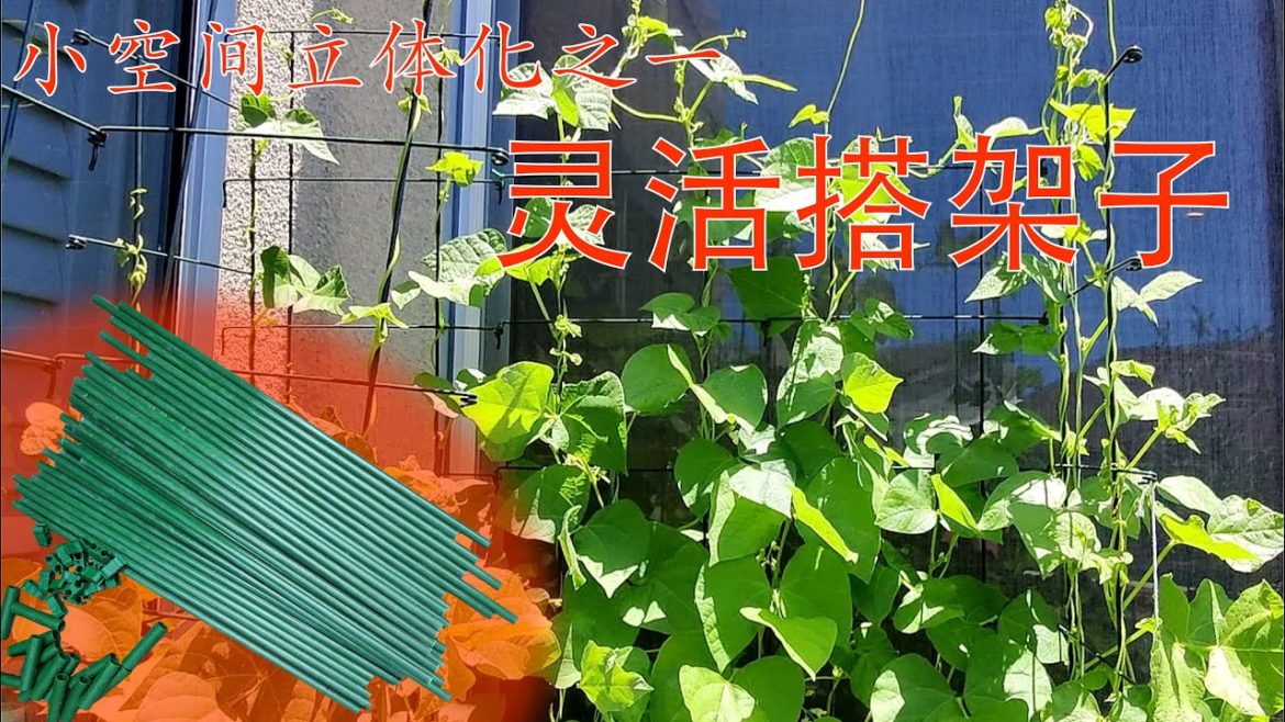 小空间灵活搭架子，种上你一直想种的爬藤作物。Build scaffolding with garden stakes in small spaces to grow climbing veggies!