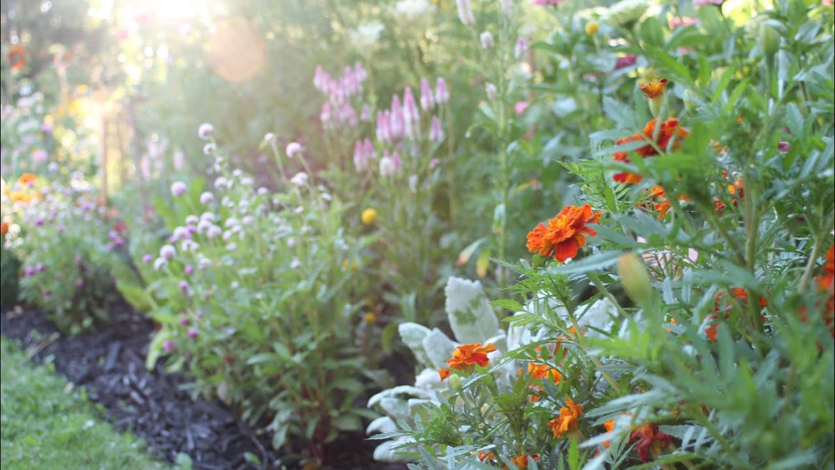 Evening Backyard Garden Tour 🌸🌿🌱Zone 4 Evening Backyard Garden Tour 🌸🌿🌱Zone 4