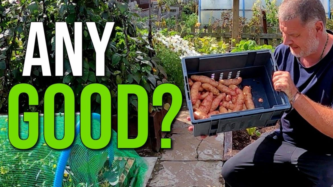 I Tried Simplify Gardening's Method for Growing Potatoes in Tubs – Did It Work? I Tried Simplify Gardening's Method for Growing Potatoes in Tubs - Did It Work?