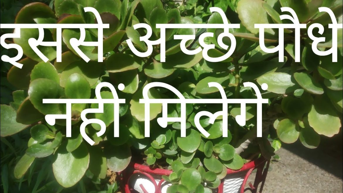 Best winter evergreen decorative flowering plants👉 kalanchoe growing and caring method