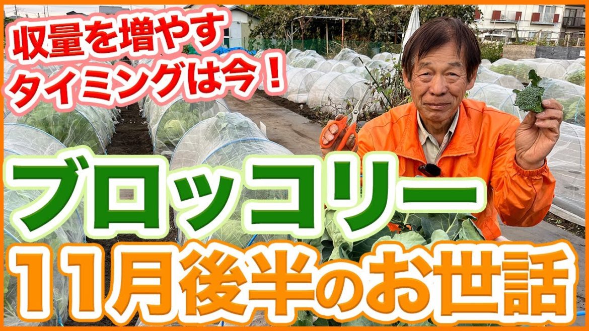 家庭菜園や農園のブロッコリー栽培で収穫量を増やすのは今!11月後半に収量を増やすお世話のコツを徹底解説!/Broccoli Growing Tips from a Japanese Farmer. 家庭菜園や農園のブロッコリー栽培で収穫量を増やすのは今!11月後半に収量を増やすお世話のコツを徹底解説!/Broccoli Growing Tips from a Japanese Farmer.