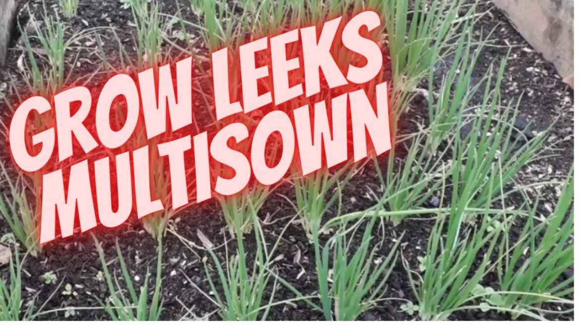 Grow Multisown Leeks [Gardening Allotment UK] [Easy Recipes] Meals On A Budget