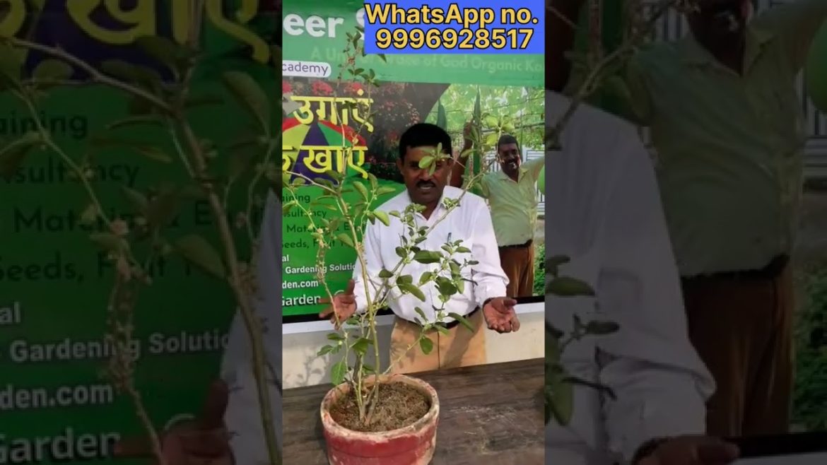 घोड़े जैसी ताकत देगा यह पौधा कर लो पहचान #shorts #short #youtubeshorts #viral #strength #reels #yt