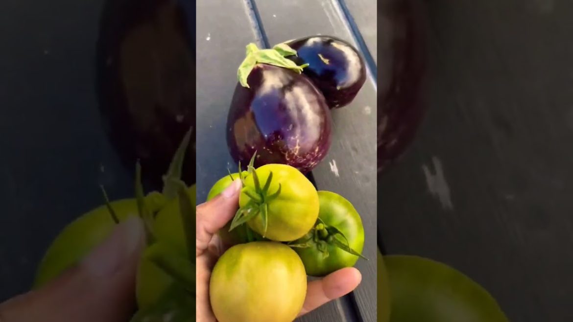 Vegetable harvesting #shorts #gardening