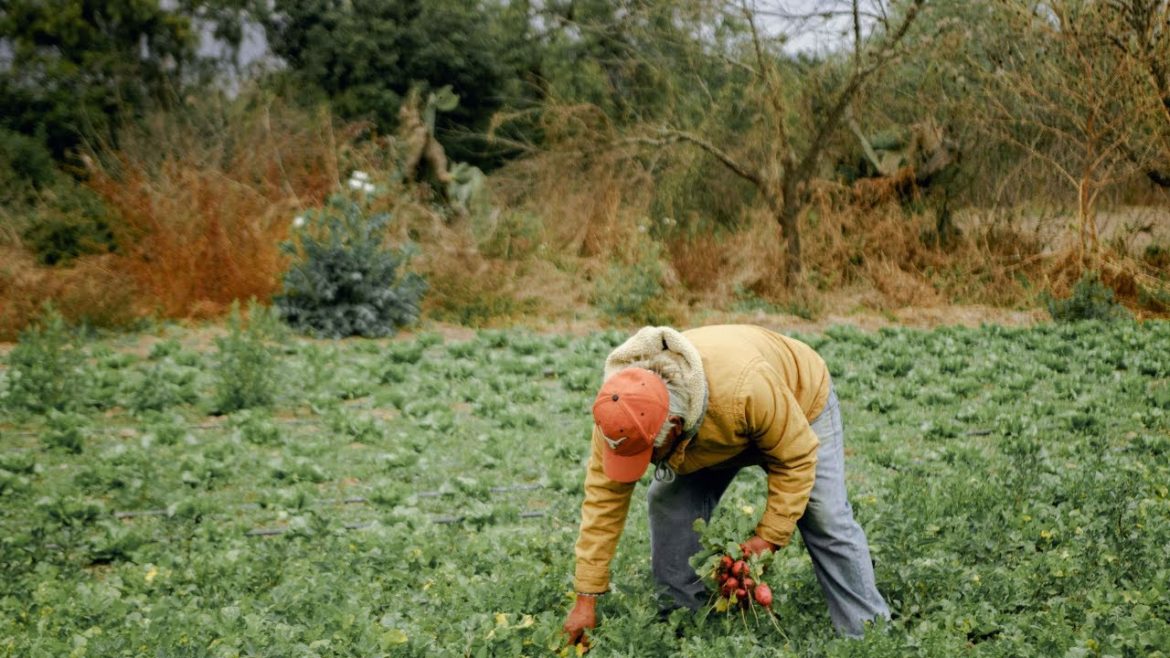 FARM FRESH SWEET POTATOES🍠| How to Grow and harvest Sweet Potato🍯🍪🥔