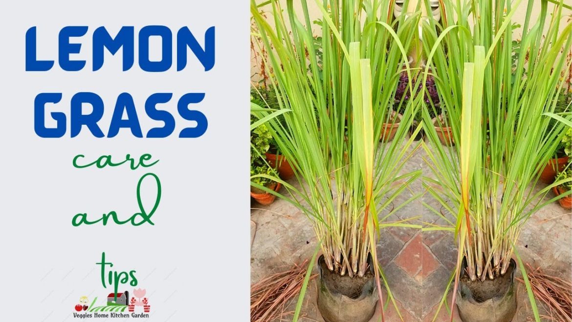 Lemons Grass care and tips before starting winter at Asim Rooftop Garden @AsimGarden