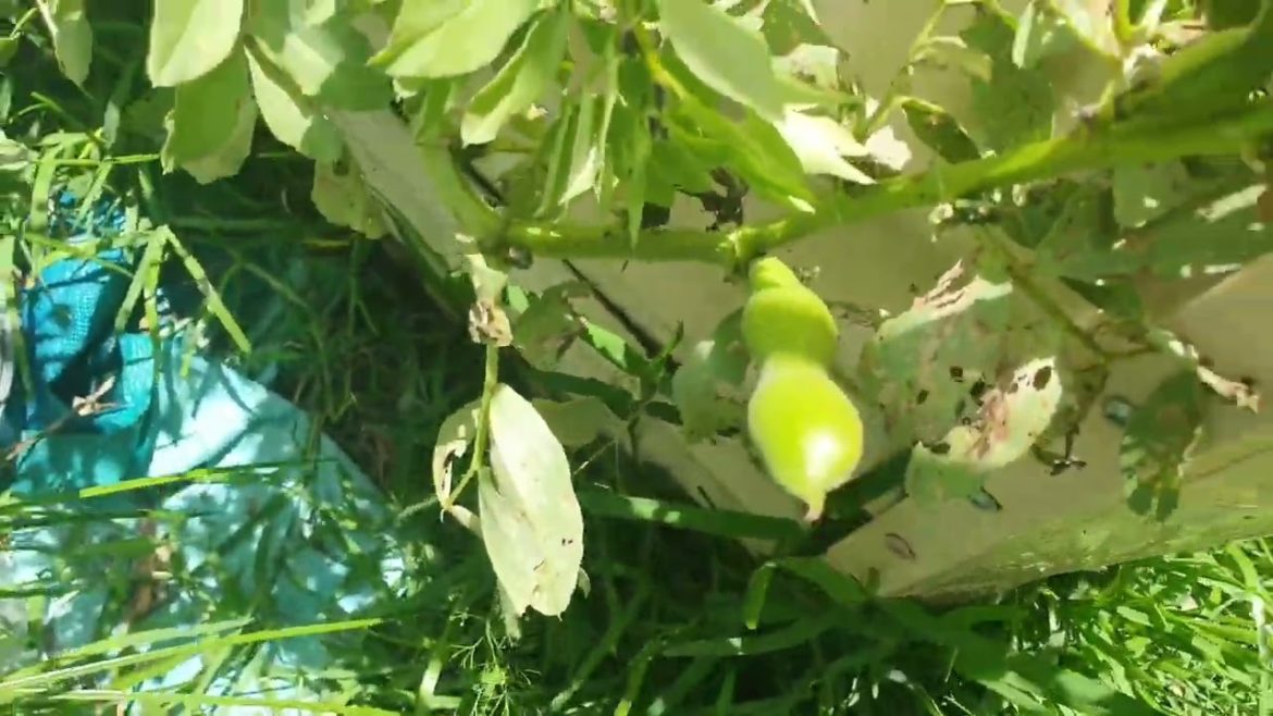 Quick October garden tour