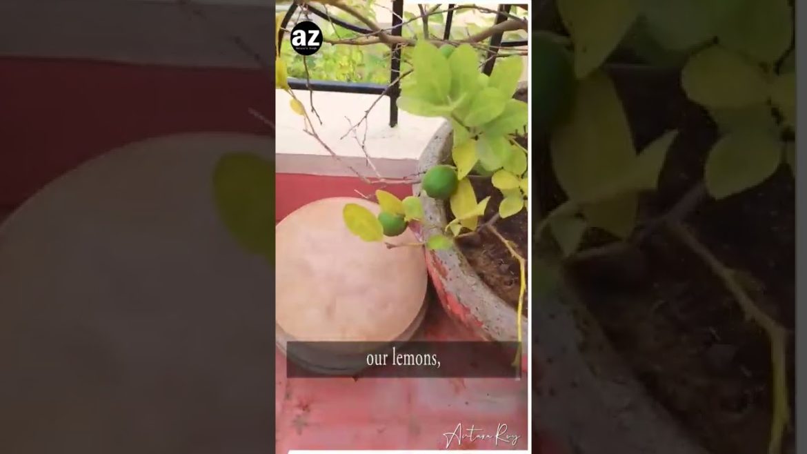 Winter gardening #shorts kaffir lime tree |organic food |farming |garden tour |kaffir lebu |vlog