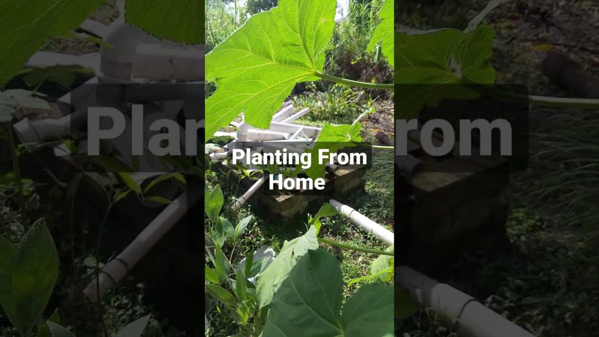 Beautiful Home Kitchen Garden Tips and tricks