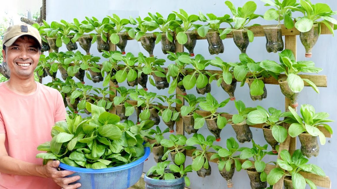 How To Build A Vertical Vegetable Garden That Will Help You Save Money & Space