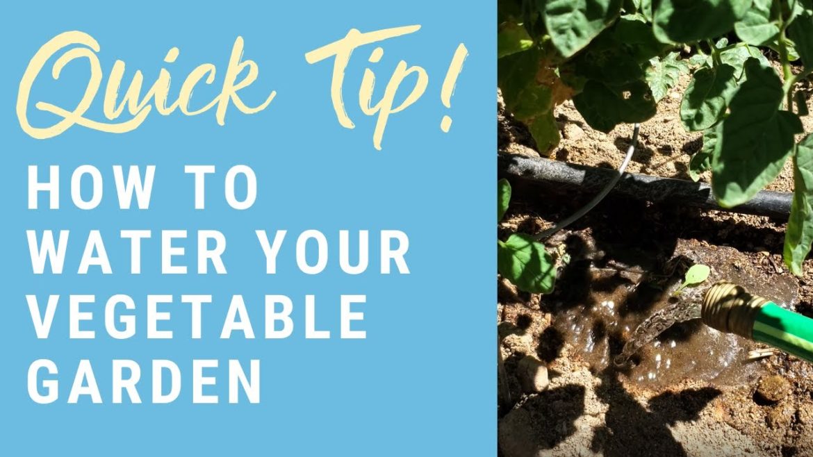 How to Water Your Garden | Quick Beginner Gardening Tips