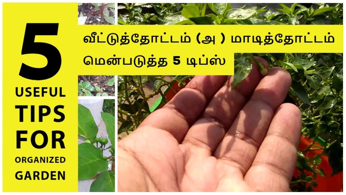 வீட்டுத்தோட்டம் (அ ) மாடித்தோட்டம் மென்படுத்த 5 டிப்ஸ் |  5 interesting & Useful Garden tips.
