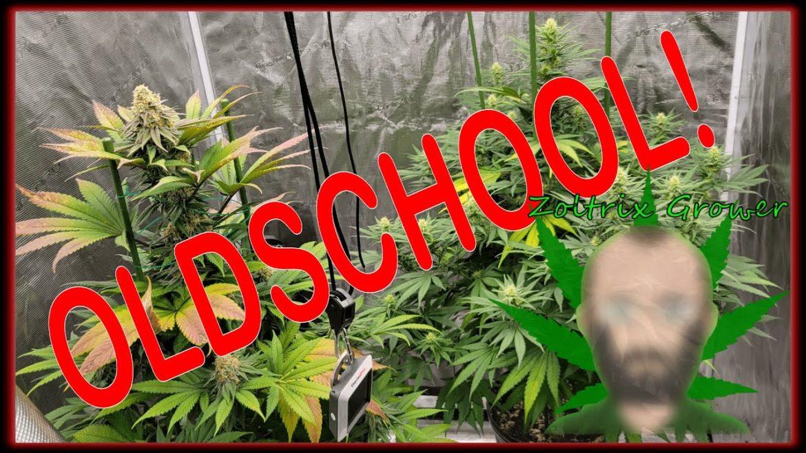 OLD SCHOOL FAVORITES! | ORGANIC GARDENING! | GROWN WITH TNB NATURALS! | #tnb #tnbnaturals