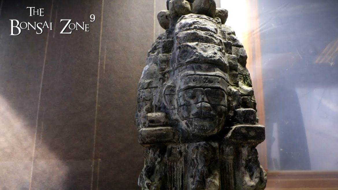 My "Ta Prohm" Style Temple, The Bonsai Zone, Nov 2022