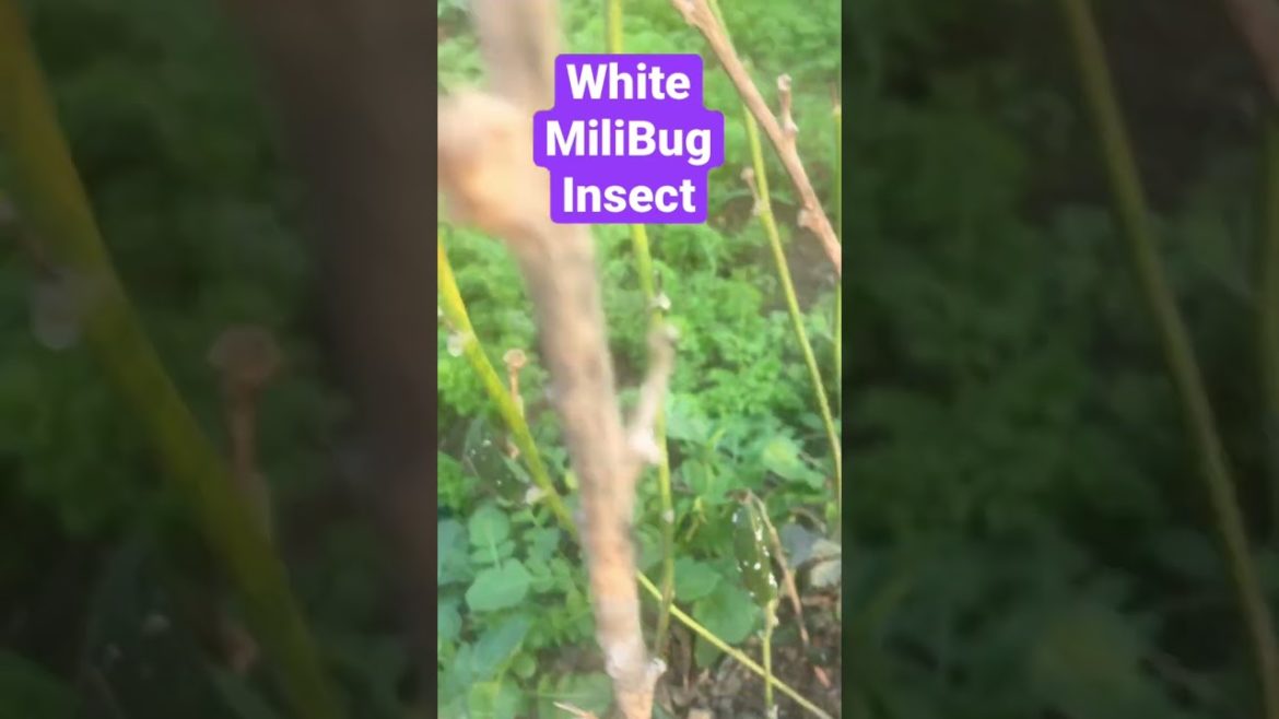 White milibug insect 🕷 || MealyBug pest in vegetable || ladifinger insect || aphids for vegetable