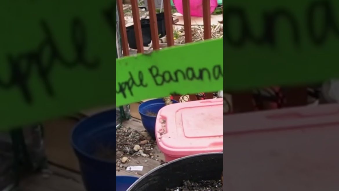 ๐#banana tree #how to grow bananas at home ๐#banana tree #how to grow bananas at home