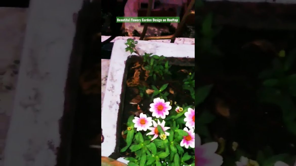 Beautiful Flowers Garden Design on Rooftop. #shorts Beautiful Flowers Garden Design on Rooftop. #shorts